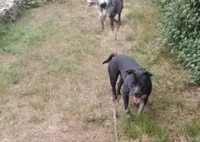 balade-laisse-chien-education Staffie et Berger marchant en laisse lors d'une sortie contrôlée près d'un pont.