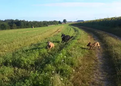 chiens-course-champs Chiens courant joyeusement le long d'un champ de tournesols en Bourgogne