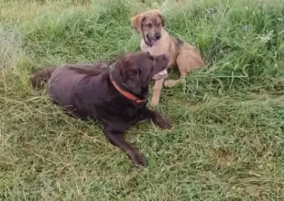 repos-chien-apres-balade Labrador chocolat et son ami se reposant dans les hautes herbes après la balade.