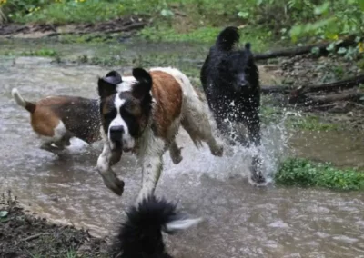chien-baignade-foret-pet-sitting Grand chien s'amusant à courir dans l'eau d'un ruisseau en forêt.