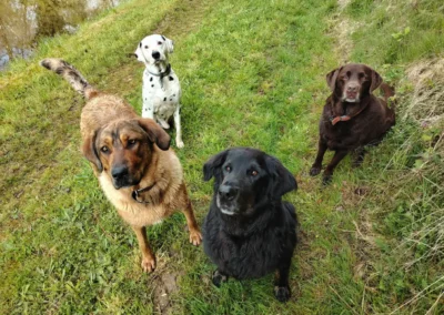 pension-canine-meute-nature Groupe de chiens en pension familiale Willow explorant un champ en pleine nature.