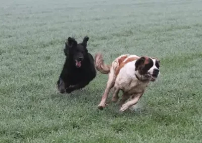 jeux-chiens-liberte-pension Chien de type Saint-Bernard et son copain courant à pleine vitesse dans un pré.