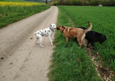 pension-canine-meute-nature Groupe de chiens en pension familiale Willow explorant un champ en pleine nature.