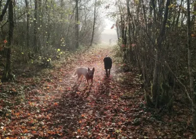 promenade-canine-foret-socialisation Groupe de chiens en promenade éducative en forêt avec le service de pet sitting Willow.