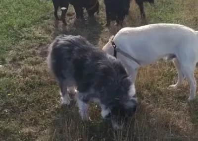 petsitting