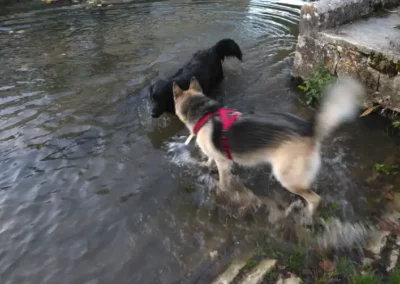 pet-sitting-baignade-chien Chiens de la pension Willow s'amusant dans une rivière lors d'une balade.