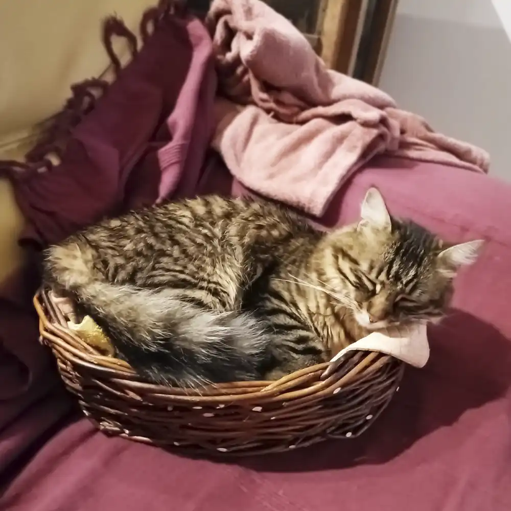 Panier pour animaux en osier naturel - Création sur-mesure Willow.